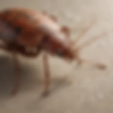 Understanding Bed Bug Infestations Close-up of a bed bug on fabric