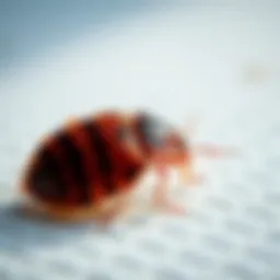 Effective Heat Treatment for Bed Bugs: A Comprehensive Guide Introduction