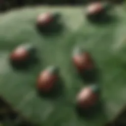 Close-up of Japanese beetles on a leaf