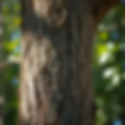 Healthy tree bark with no visible pests