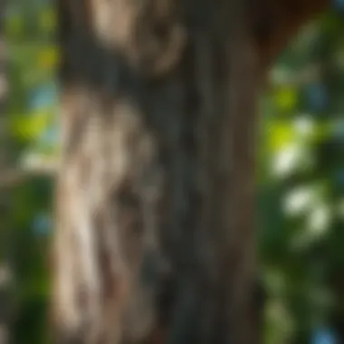 Healthy tree bark with no visible pests