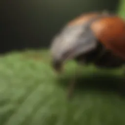 Close-up of a stink bug on a leaf