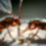 Common pest species found in Shreveport