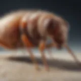 Close-up of a flea on a pet's fur