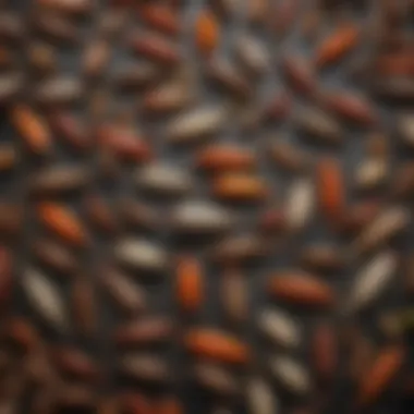 Variety of Roach Baits An illustration showing different types of roach baits available in the market