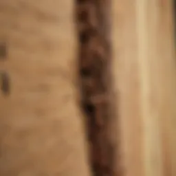 Close-up of termite damage on wood