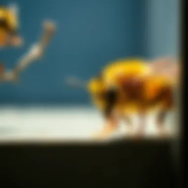 Notable Effective Storage Solutions for Yellow Jackets Notable Effective Storage Solutions for Yellow Jackets