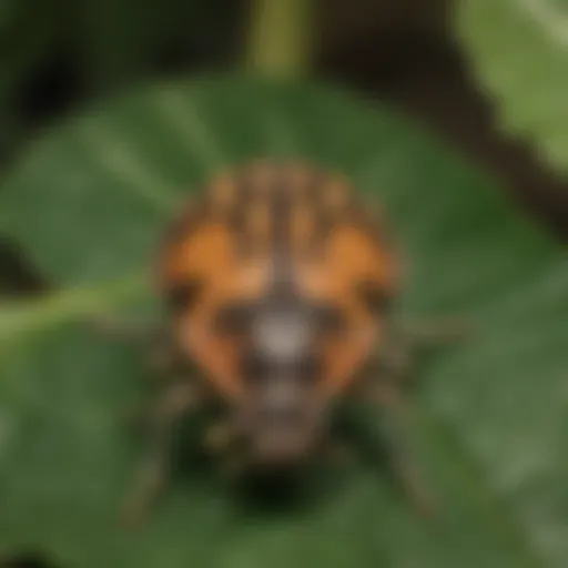 Close-up of stink bug on a leaf