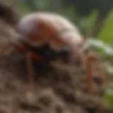 Close-up view of sowbugs on soil