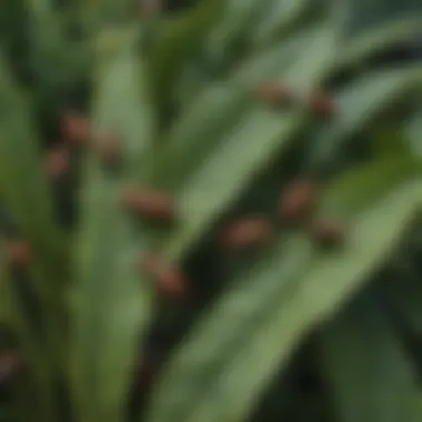 Identifying Signs of Infestation Signs of sowbug infestation on plant leaves