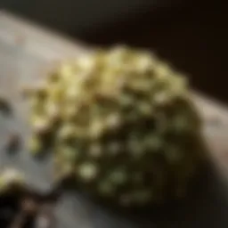 Close-up of Nisus mold on a surface