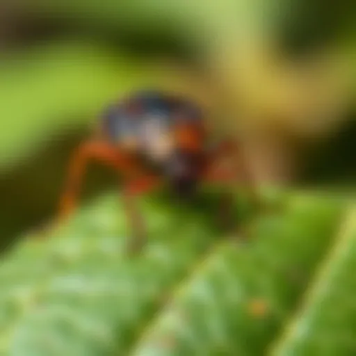 Natural repellents for pest control