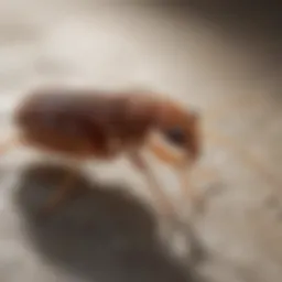 Close-up of fleas on a surface