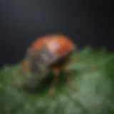 Close-up of a marmorated stink bug on a leaf