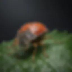 Close-up of a marmorated stink bug on a leaf