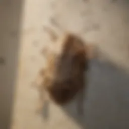 A close-up of stink bugs on a wall