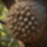 Close-up of a wasp nest in a tree