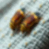 Close-up view of carpet beetles on fabric