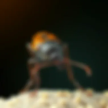 Natural remedies for pest control