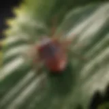 Close-up of a tick on a leaf