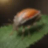 Stink bug on a leaf