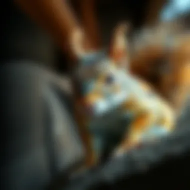 Effective Strategies for Squirrel Repellent in Attics: A Comprehensive Guide Summary Effective Strategies for Squirrel Repellent in Attics: A Comprehensive Guide Summary
