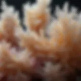 Close-up view of borax crystals illustrating its natural composition