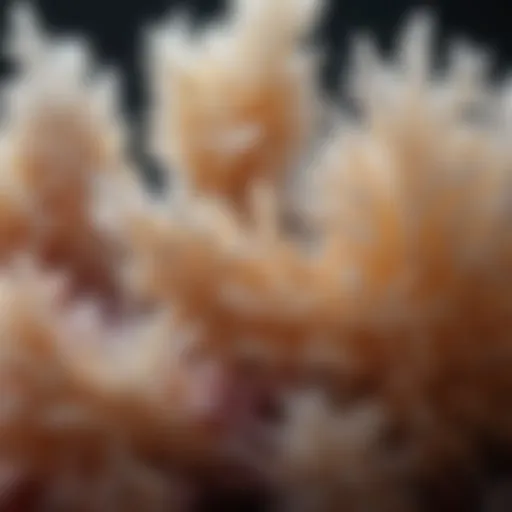 Close-up view of borax crystals illustrating its natural composition