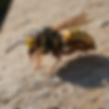 Identifying Wasp Species Identification guide for different wasp species