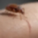 Close-up view of bed bug bites on skin