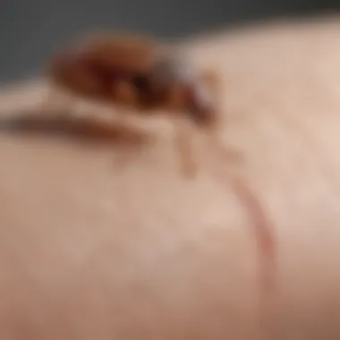 Understanding the Physical Impact of Bed Bug Bites Close-up view of bed bug bites on skin