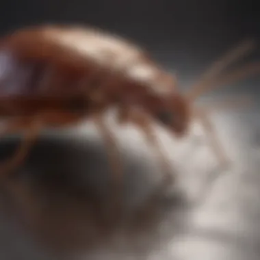 Exploring Effective Treatments for Bed Bug Bites Various topical treatments for bed bug bites