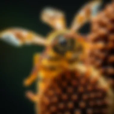 Illustration of natural repellents for wasp control