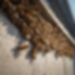 Close-up of bees on house siding