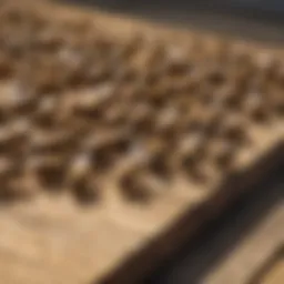 A close-up view of a bee colony on a wooden deck