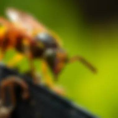 Infographic on safe removal techniques for wasps
