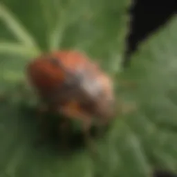 A close-up of stink bugs on a leaf