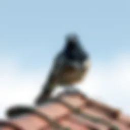 Effective Strategies to Deter Birds from Roof Areas Introduction