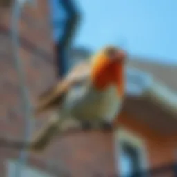 Effective Strategies to Deter Birds from Your House Introduction