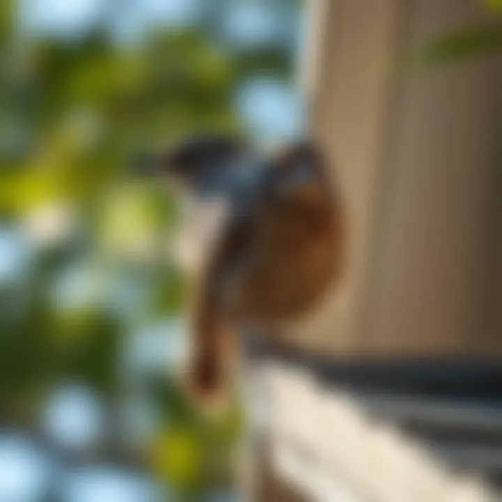 Notable Effective Strategies to Deter Birds from Your House
