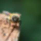 Close-up of a Carpenter Bee on Wood Close-up of a carpenter bee on wood