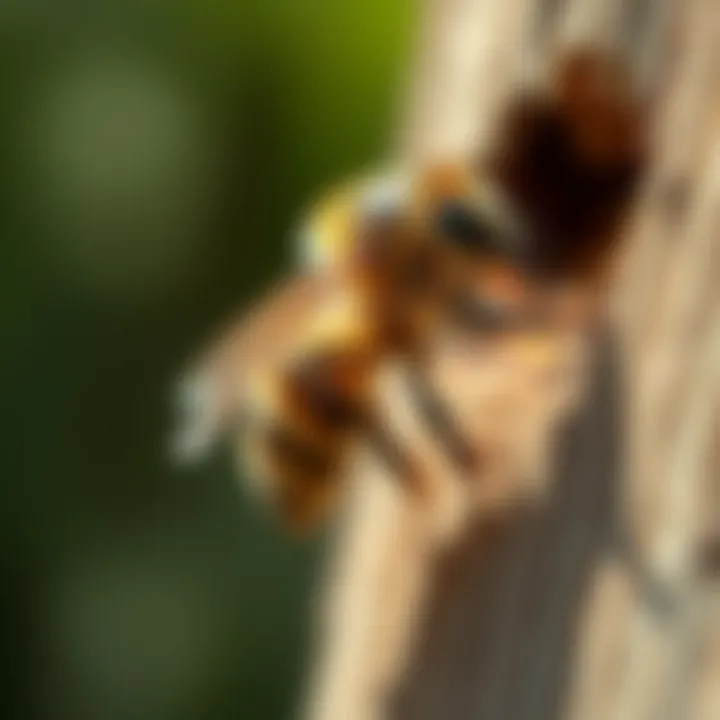 Natural Deterrents for Carpenter Bees Natural deterrents for carpenter bees