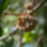 Close-up of a wasp nest nestled in a tree branch