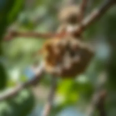 Close-up of a wasp nest nestled in a tree branch