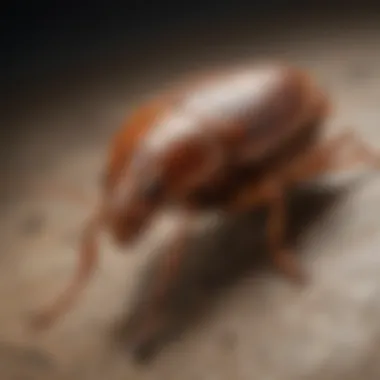Detailed view of a German cockroach Close-up of a German cockroach on a surface