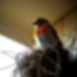 Eliminating Unwanted Bird Nests: A Comprehensive Guide Introduction