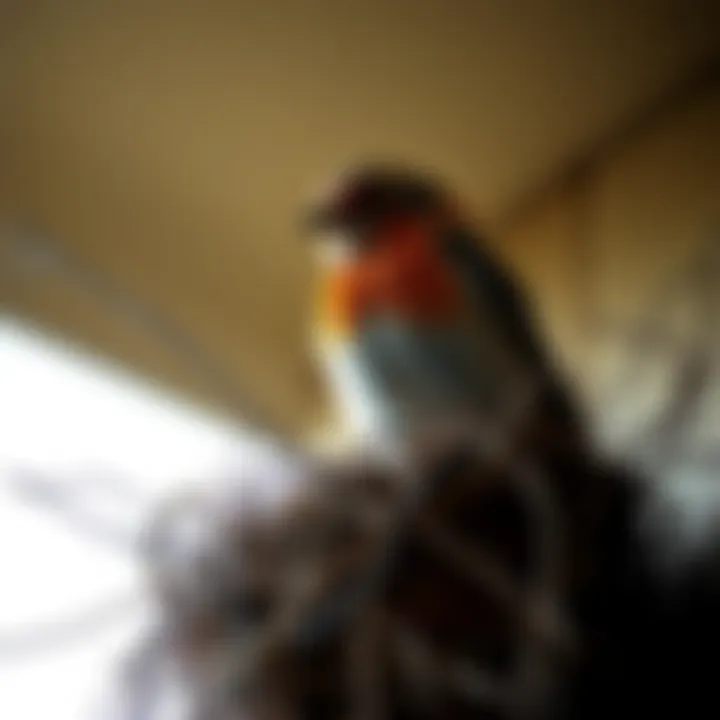 Eliminating Unwanted Bird Nests: A Comprehensive Guide Introduction