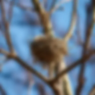 Notable Eliminating Unwanted Bird Nests: A Comprehensive Guide