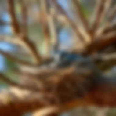 Eliminating Unwanted Bird Nests: A Comprehensive Guide Summary