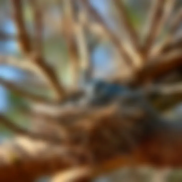 Eliminating Unwanted Bird Nests: A Comprehensive Guide Summary